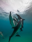 Miranda-Cosgrove-Oceana-Swimming-with-Dolphins-Campaign-6