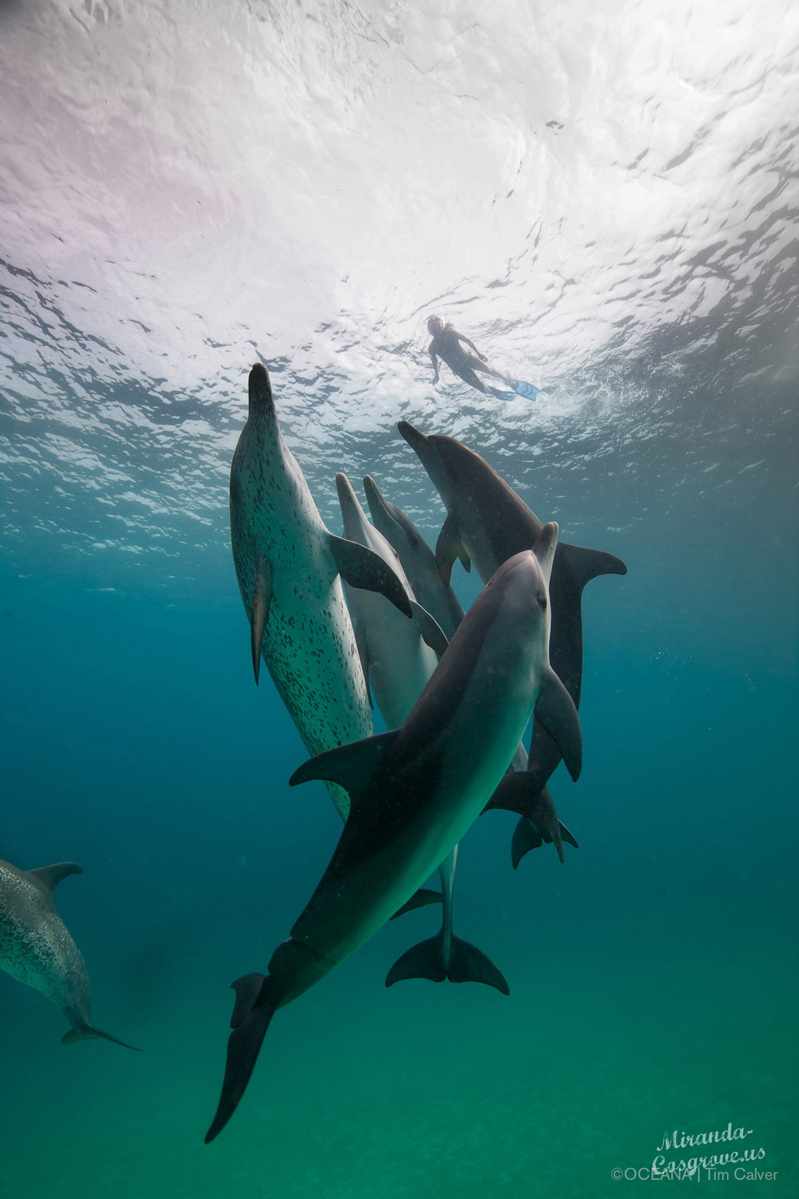 Miranda-Cosgrove-Oceana-Swimming-with-Dolphins-Campaign-6
