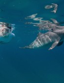 Miranda-Cosgrove-Oceana-Swimming-with-Dolphins-Campaign-7