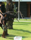 EXCLUSIVO PREMIUM: Kris Jenner recebe beijinho de elefante