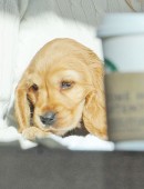 Kimberley-Garner-Puppy-London-11