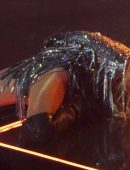 Jennifer-Lopez-Performing-Live-Onstage-in-Las-Vegas-10