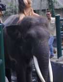 Kim Kardashian in Bikini on an Elephant in Bali