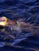 Nicole Scherzinger in Bikini on a Yacht in Capri