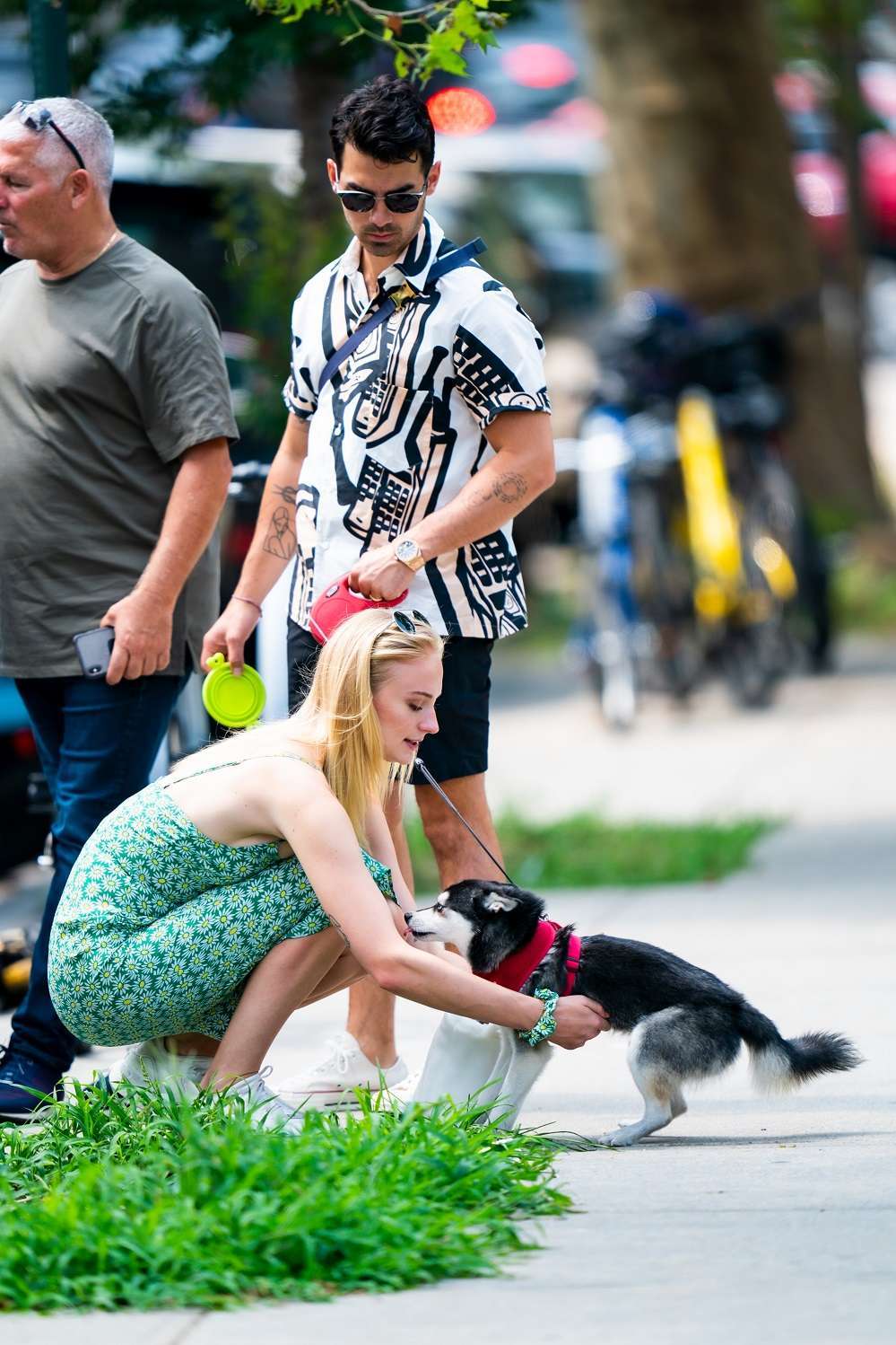 Sophie Turner taking Porky to McCarren Park in Brooklyn