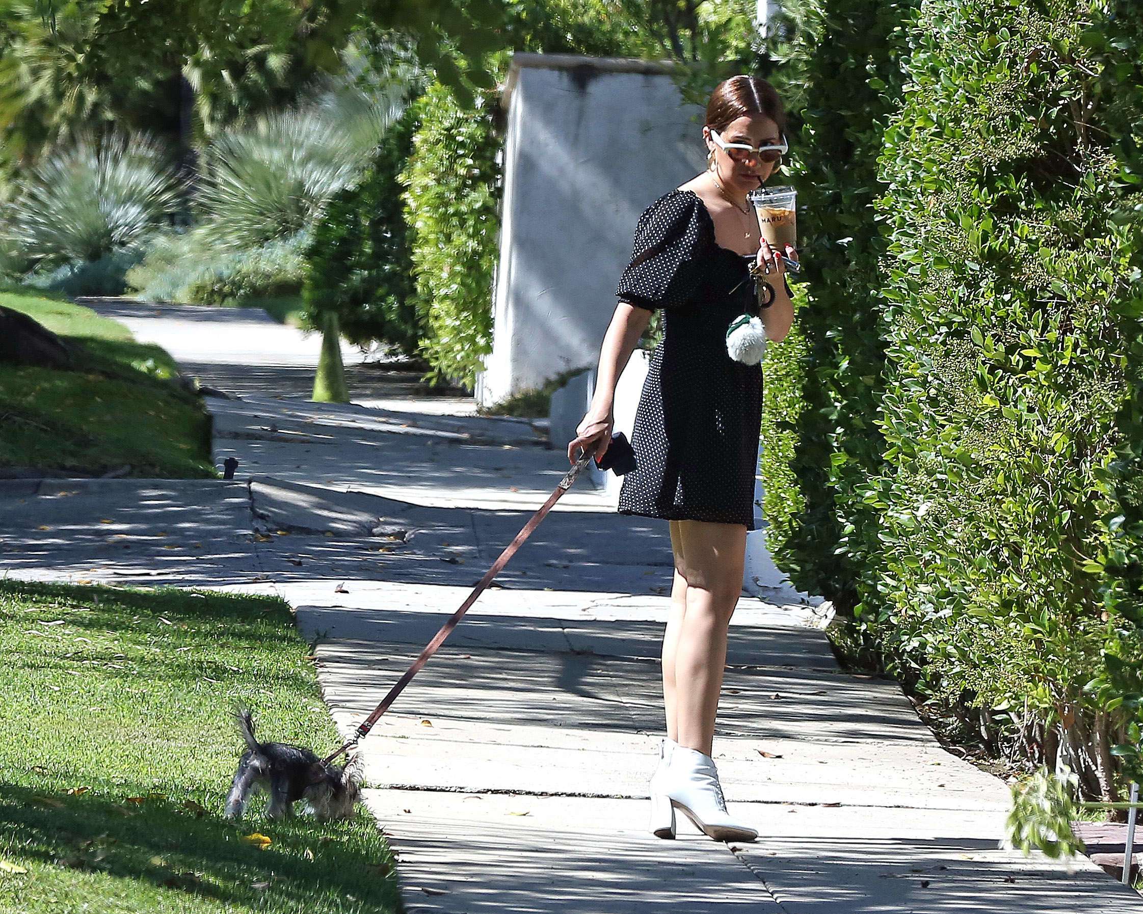Ashley Tisdale Leggy, Walking her Dog in Los Angeles