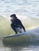 Leighton Meester Surfing with her Husband in Malibu
