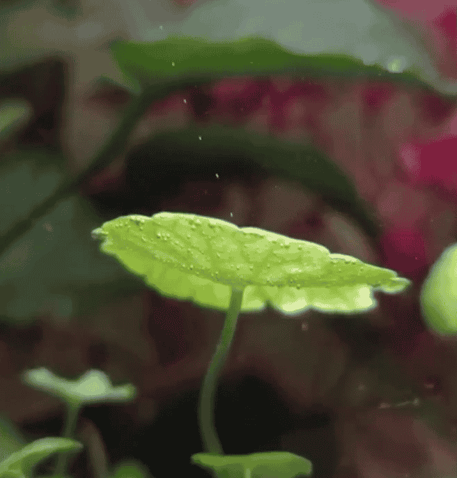 Photosynthesis in Real Time in aquatic plants like Elodea or Cabomba